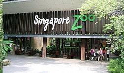Gần gũi thiên nhiên hơn khi đến Singapore Zoo