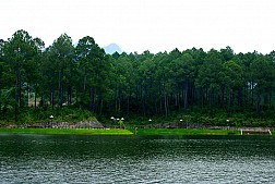 Rừng Thông Bản Áng Mộc Châu