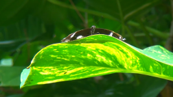 Hình ảnh vườn bướm Butterfly Garden ở Thái Lan