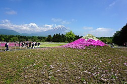 Hoa Chi Anh Trên Núi Phú Sĩ