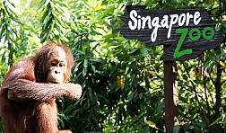 Hòa mình vào thiên nhiên hoàng dã ở Singapore Zoo