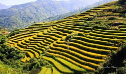 Hoàng Su Phì Mùa Lúa Chín