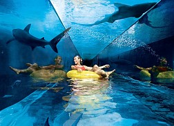 Khám Phá công Viên Nước Giải Trí Nổi Tiếng Dubai Aquaventure Park