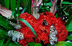 Khám phá khu Vườn Bướm đầy màu sắc