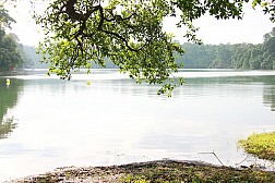 Không khí trong lành MacRitchie Nature Trail & Reservoir Park