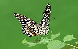 Khu vườn nhiệt đới Butterfly park and Insect kingdom