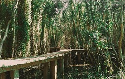 Làng nổi Tân Lập có gì hấp dẫn