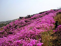 Lễ Hội Hoa Đỗ Quyên Tại Công Viên Hwangmaesan