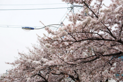 Mãn nhãn với xứ sở hoa anh đào Jinhae ở Hàn Quốc