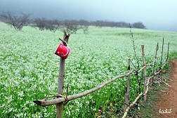 Mộc Châu Mùa Hoa Cải Trắng