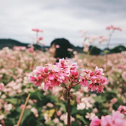 Mùa Hoa Tam Giác Mạch đẹp mê đắm lòng người nơi mảnh đất Hà Giang