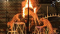 Nét độc đáo của những chú hổ trong công viên Sriracha Tiger Zoo