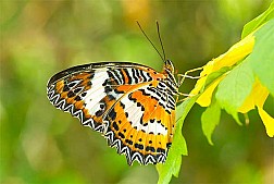 Những chú bướm đủ sắc màu ở Butterfly park and Insect kingdom