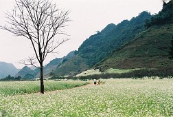 Những địa điểm ngắm hoa cải trắng đẹp nhất ở Mộc Châu