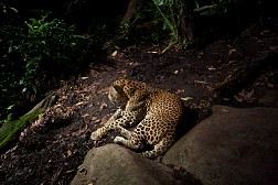 Night Safari Singapore, vườn thú đêm đầu tiên của thế giới,