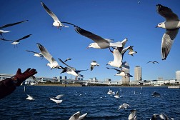 Odaiba- Hòn Đảo Nhân Tạo Không Thể Bỏ Qua Khi Đến Nhật Bản