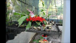 Phòng nhân giống của Vườn Bướm ở Phuket Thái Lan