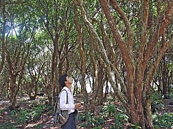 Rừng Trâm Quan Lạn