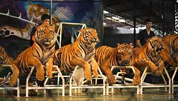 Sriracha Tiger Zoo có gì hấp dẫn