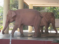 Sức mạnh quyền lực của voi trắng qua lịch sử Chùa Voi Trắng ở Myanmar