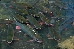 Suối Cá Thần Cẩm Lương