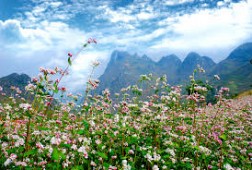 Thả hồn vào rừng Hoa Tam Giác Mạch ở Hà Giang