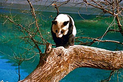 Thác nước Ngọa Long - khu bảo tồn thiên nhiên hùng vĩ