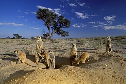Tham quan công viên Kgalagadi Transfrontier