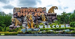 Thăm trại hổ Sriracha Tiger Zoo