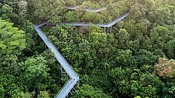 Thiên nhiên ở MacRitchie Nature Trail & Reservoir Park