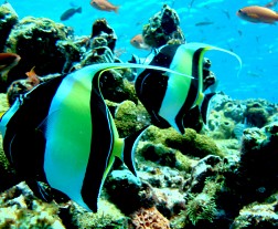 Thử và trải nghiệm lặn tại Manta Point các bạn sẽ thấy được những điều kì diệu nơi đây?