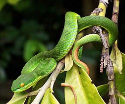 Trải nghiệm khó quên ở Trại Rắn