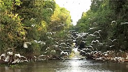 Vẻ đẹp vườn quốc gia Tràm Chim lớn nhất Việt Nam