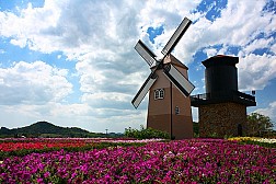 Vườn nho giống ngoại ô châu Âu ở Pattaya