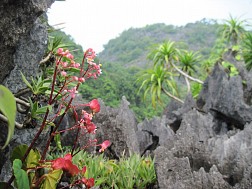 Vườn Quốc Gia Bái Tử Long