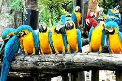 Vườn thú mở tự nhiên của công viên Safari World lớn nhất Châu Á