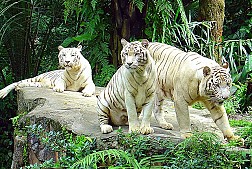 Vườn thú Night Safari, chỉ đón khách vào buổi tối