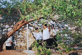 Cây đào Tô Hiệu