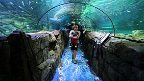 Công Viên Thủy Cung – Sydney Aquarium