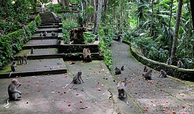 Khu rừng khỉ - Alas Kedaton