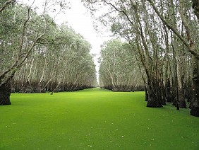 Rừng tràm Trà Sư