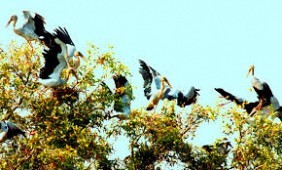 Vườn quốc gia Tràm Chim - Tam Nông