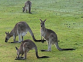 Vườn Thú Hoang Dã Featherdale Wildlife Park