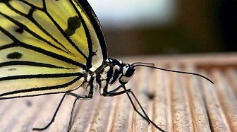 Butterfly park and Insect kingdom, thế giới của loài bướm