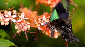 Butterfly park and Insect kingdom xinh đẹp trên đảo Sentosa