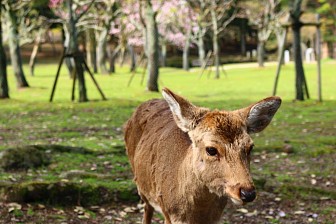 Công Viên Nara- Thiên Đường Của Hươu Sao Nhật Bản