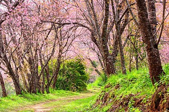 Cùng ngắm thiên nhiên Công Viên Quốc Gia Doi Inthanon Cùng ngắm thiên nhiên Công Viên Quốc Gia Doi Inthanon