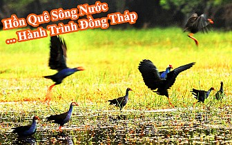 Đồng Tháp – Cái Rồng khởi hành từ TP.Hồ Chí Minh