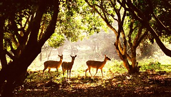 Hà Nội - Hoa Lư - Tam Cốc - Cúc Phương - 2 Ngày 1 Đêm