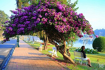 VDL01:Khám Phá Vẻ Đẹp Thành Phố Đà Lạt 1 Ngày